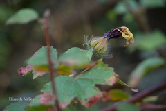 Hibiscus hispidissimus